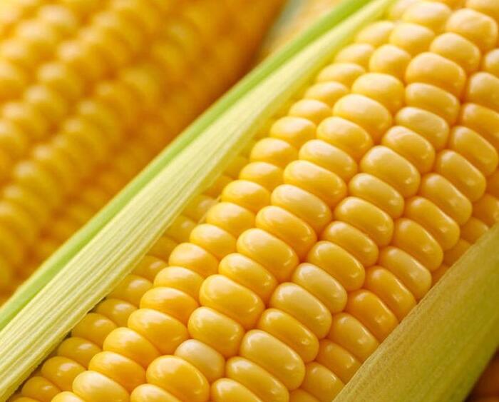 國務院參事提議：玉米每斤八角合適