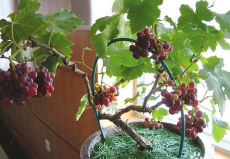 盆栽葡萄種植技術 (112播放)