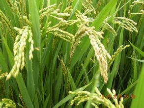 2016水稻重大病蟲害發生形勢不容樂觀
