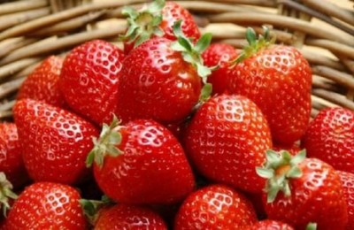 大棚種植草莓技術