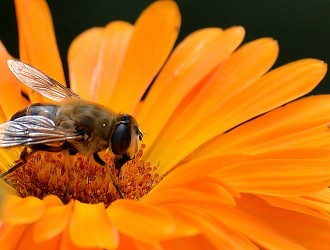 先正達與蜜蜂研究所簽署合作框架協議  踐行促進生物多樣性承諾